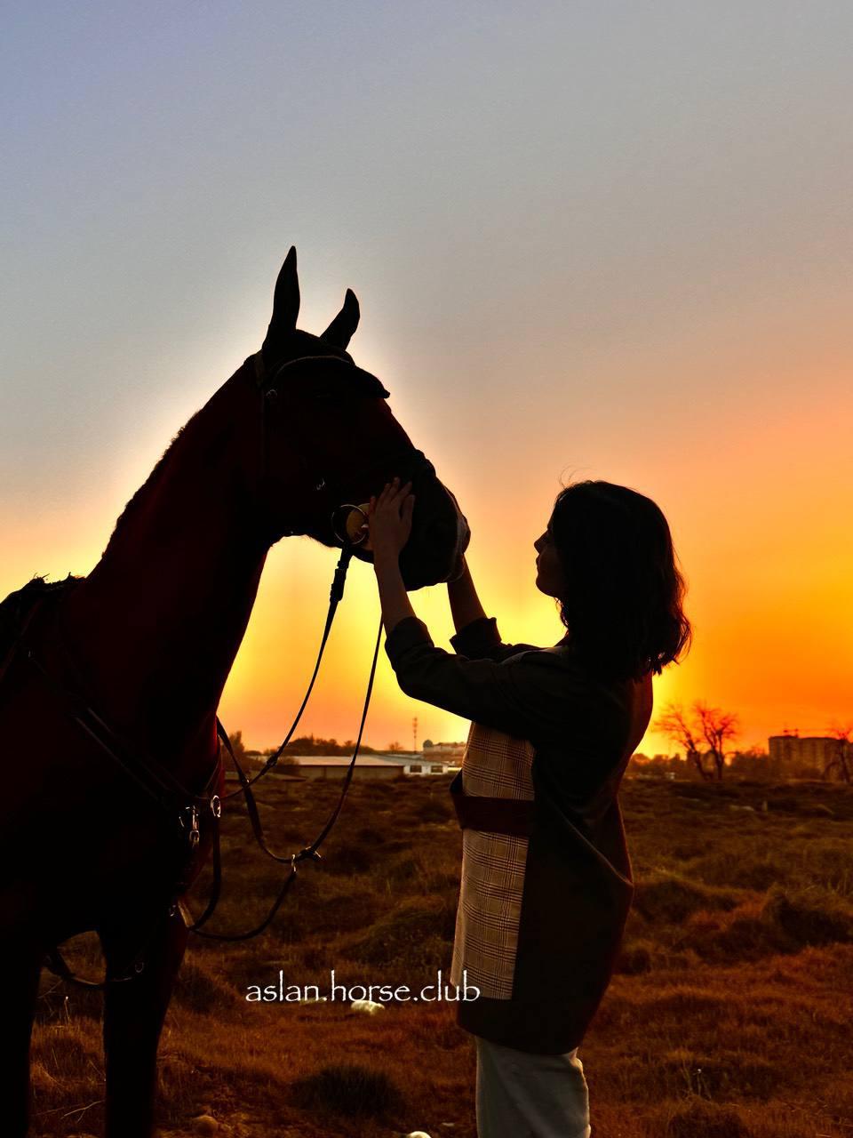 ASLAN HORSE CLUB studio image
